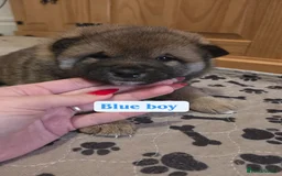 Japanese Shiba Inu dogs for sale: Shiba Inu – 5 Puppies  - Advert 19