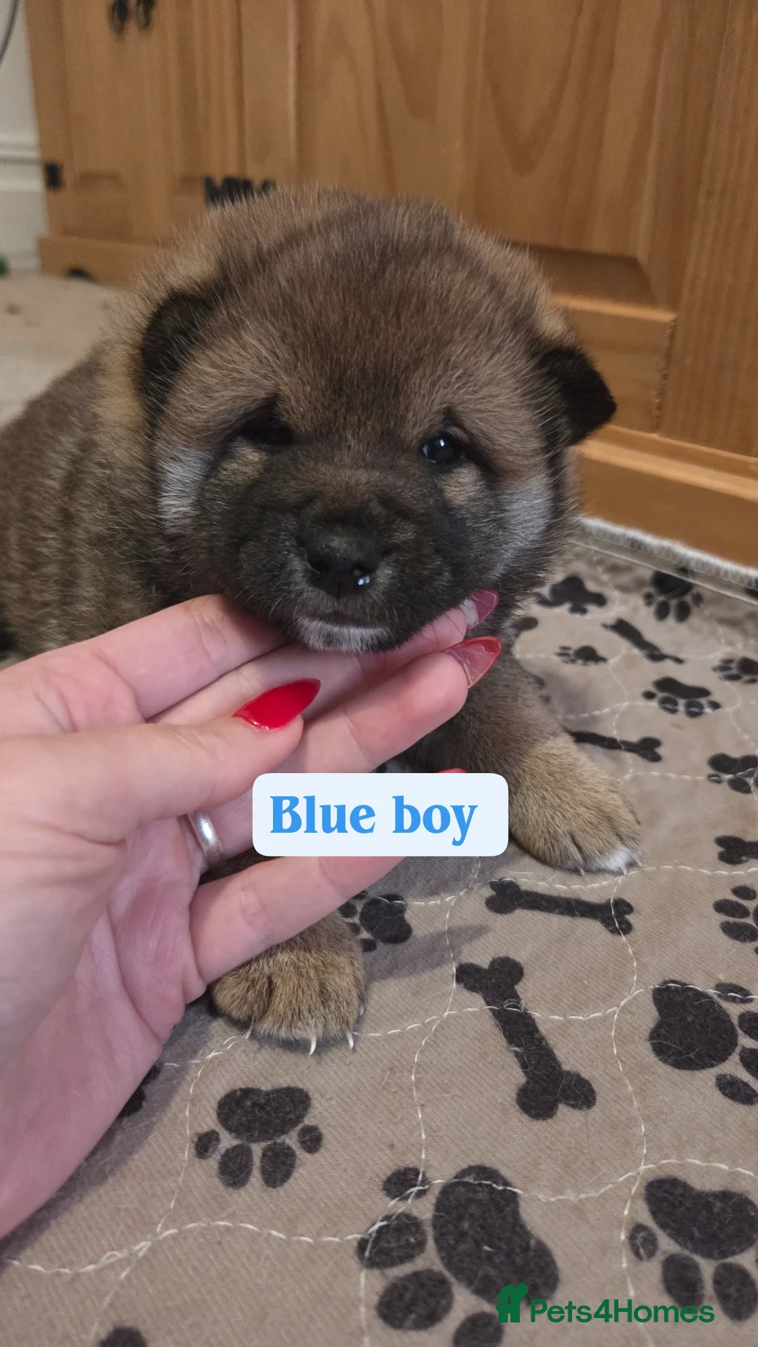 Japanese Shiba Inu dogs for sale: Shiba Inu – 5 Puppies  - Advert 19