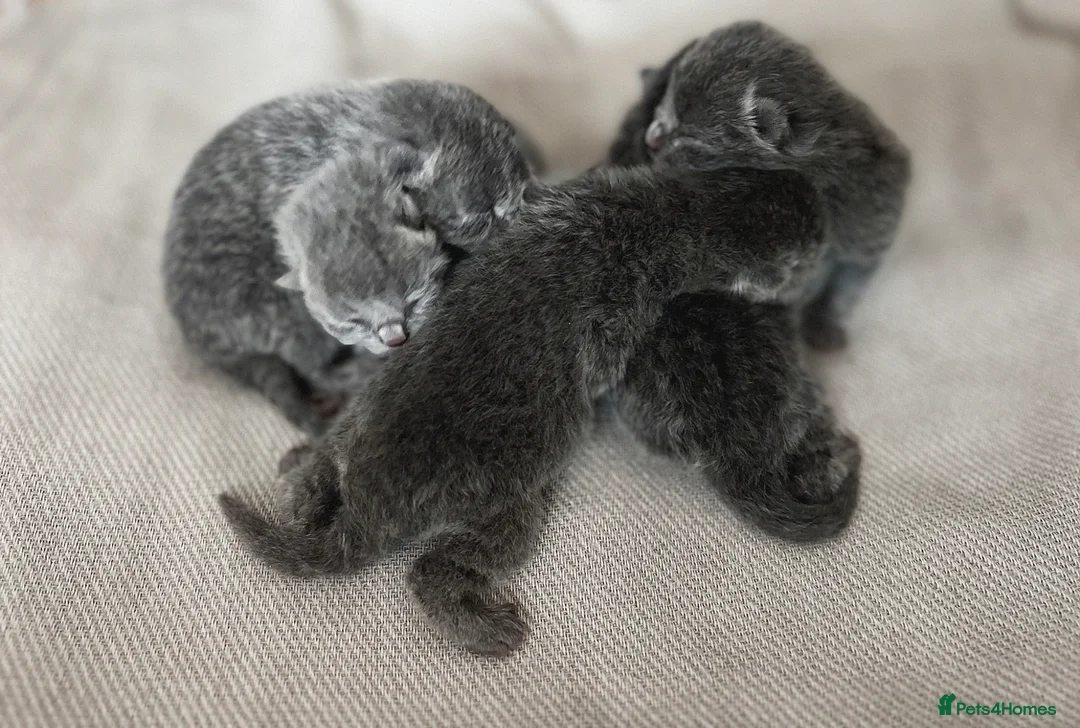 British Shorthair cats for sale: GCCF Registered British Shorthair Kittens - Advert 1