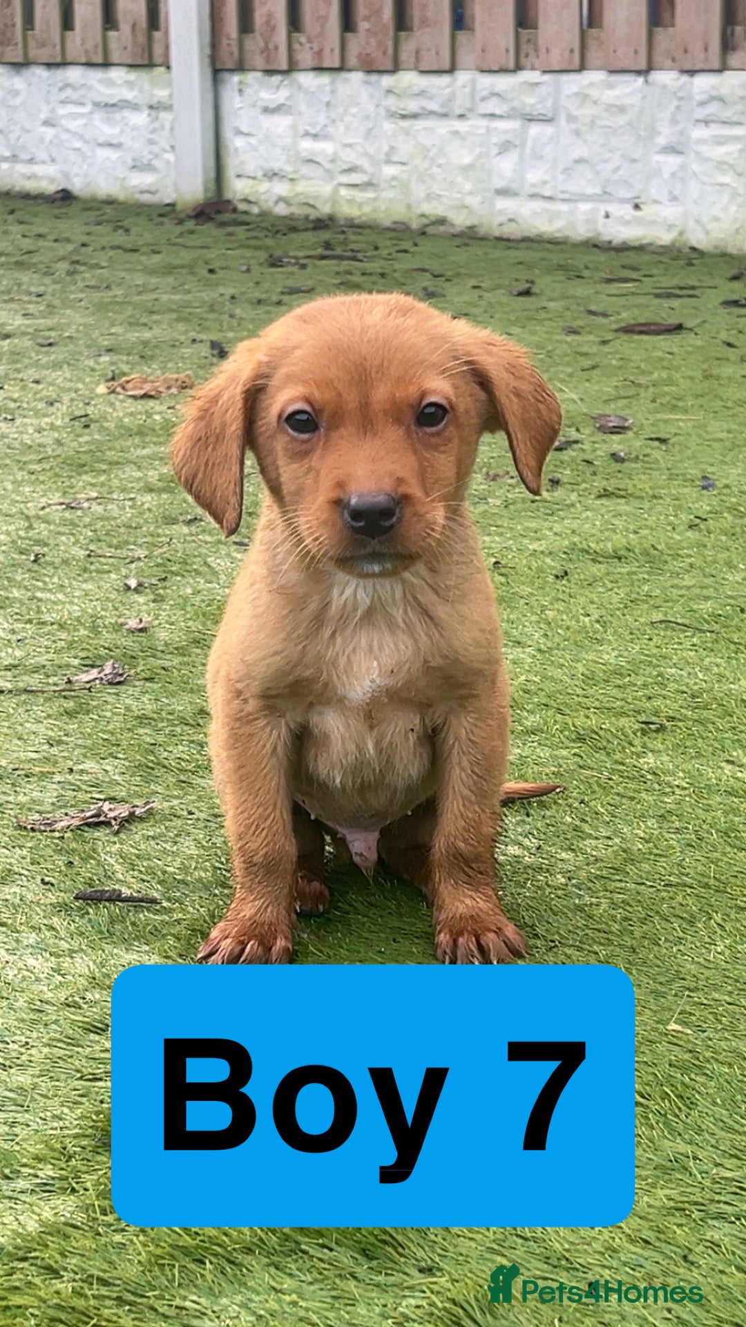 Labrador Retriever dogs for sale: Red Fox Labrador Puppies! ❗️ready now❗️ - Advert 11