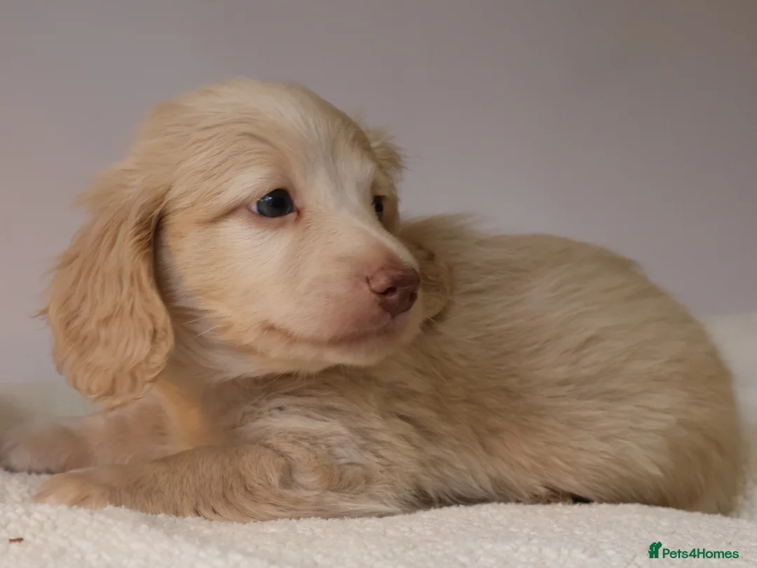 Miniature Dachshund dogs for sale: 5*Licensed+CREAMLONGHAIR+KCreg+PRACLEAR+Vetchecked - Advert 24