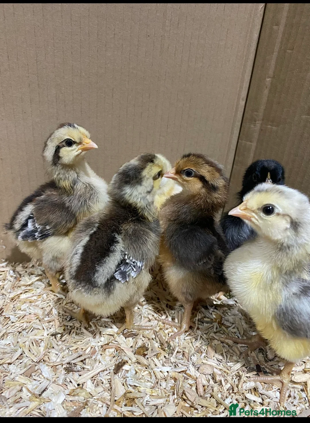 Mixed Breed livestock for sale: Hybrid Green, Dark Brown chicks & hatching eggs   - Advert 2