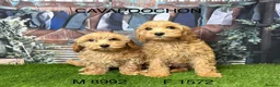 Cavapoochon dogs for sale: Stunning Cavapoochon puppies  - Advert 2