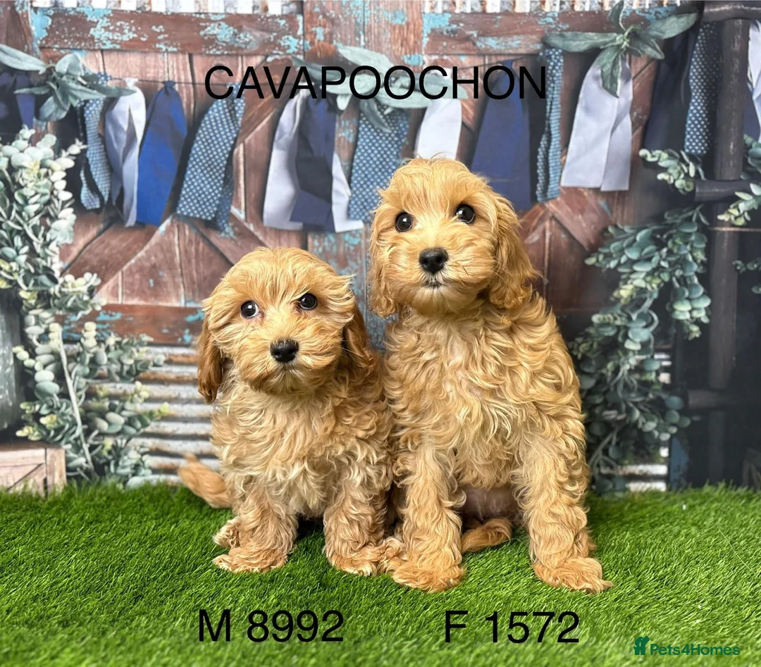 Cavapoochon dogs for sale: Stunning Cavapoochon puppies  - Advert 2