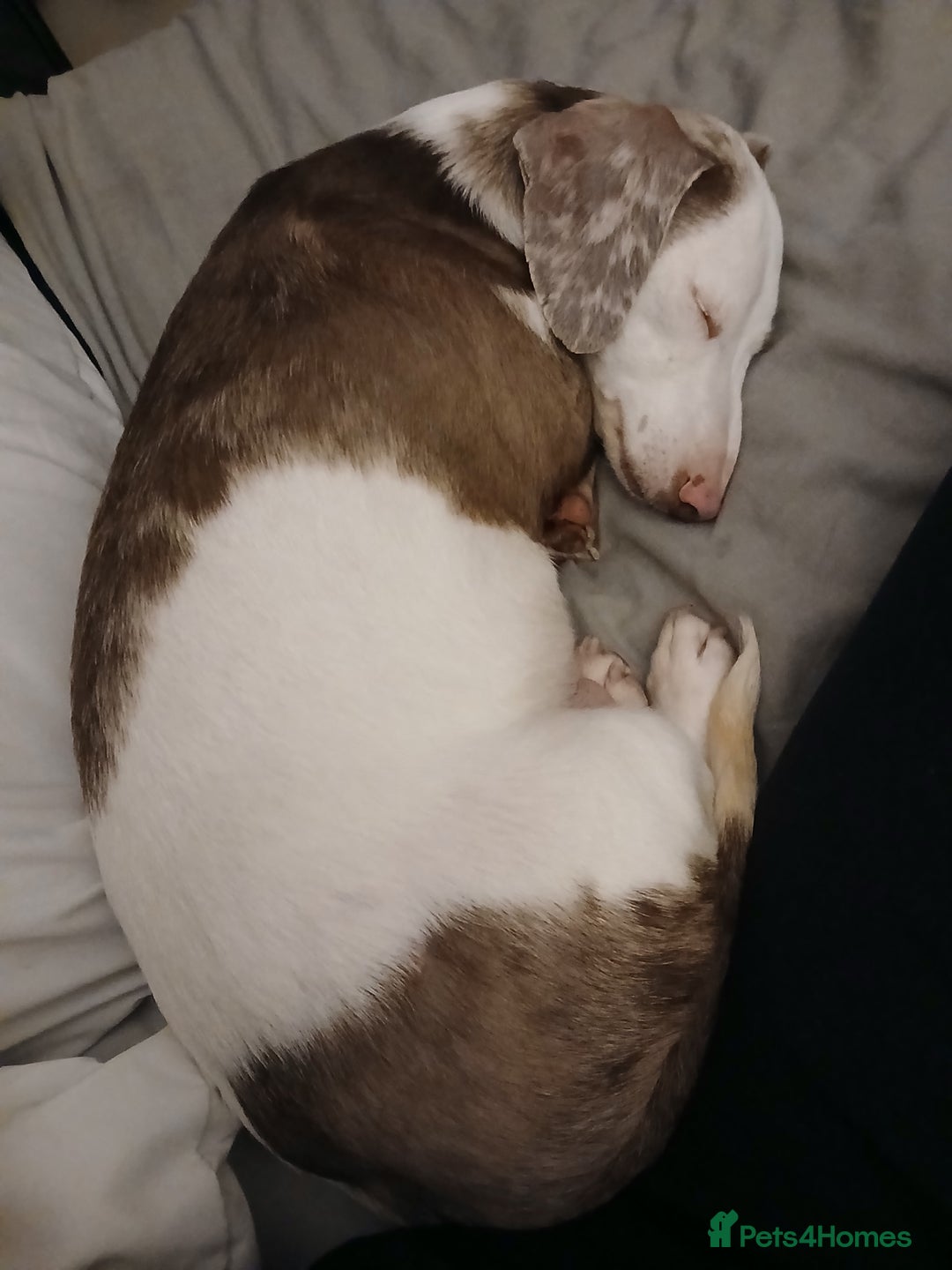 Dachshund dogs for sale: Beautiful female DD Dachshund  - Advert 1