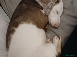 Dachshund dogs Beautiful female DD Dachshund - Advert 1