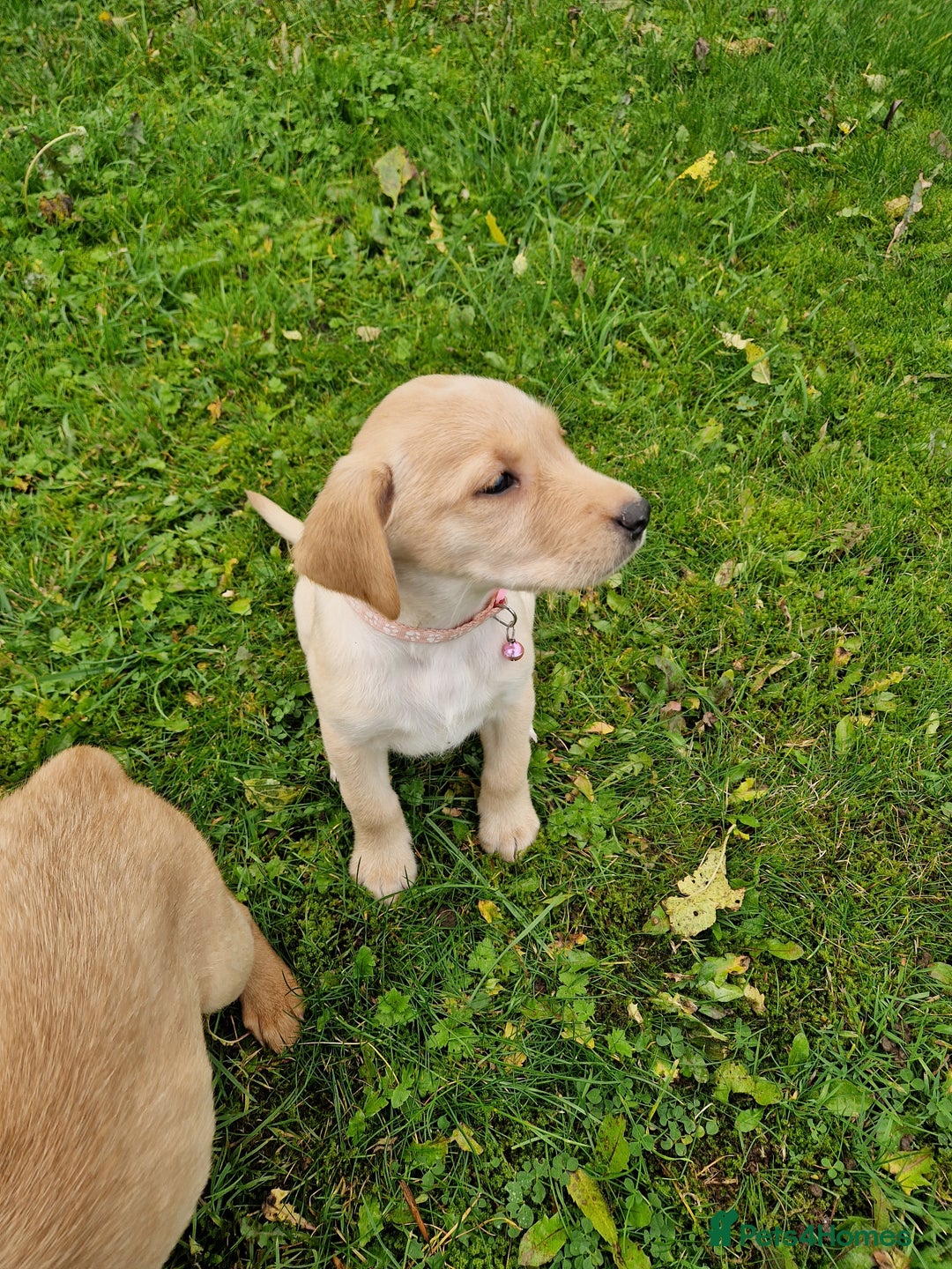 Labrador Retriever dogs for sale: Black and Gold Labrador Pups - Image 4