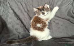 Mixed Breed cats for sale: Male Ragdoll/ Norwegian Forest cross kittens - Image 9