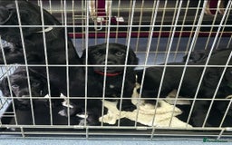 Cocker Spaniel dogs for sale: LAST BOY REMAINING REDUCED kc reg! Cocker spaniel - Image 13