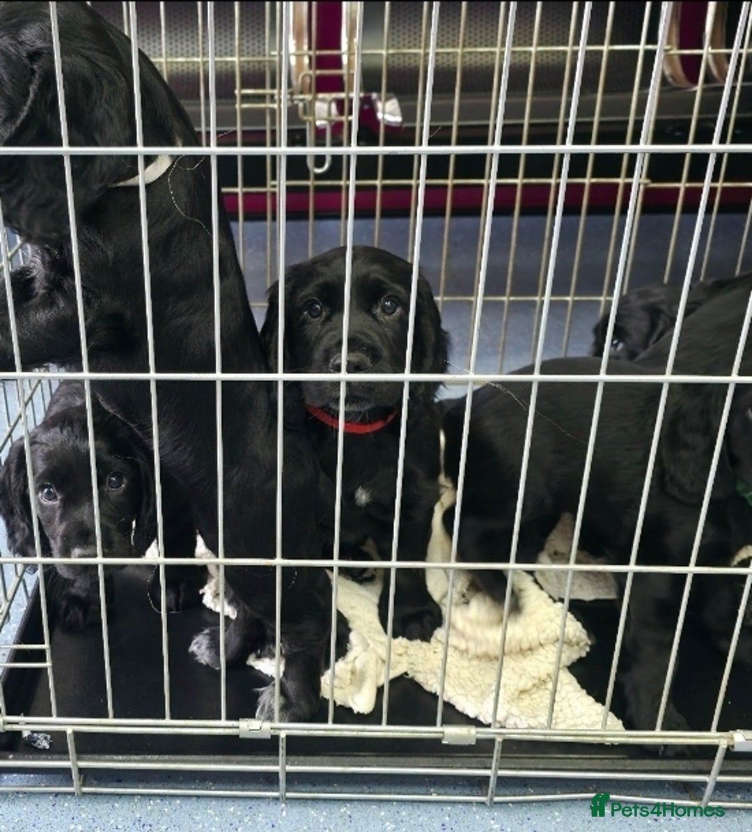 Cocker Spaniel dogs for sale: LAST BOY REMAINING REDUCED kc reg! Cocker spaniel - Image 13