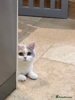 British Shorthair cats - Advert 10