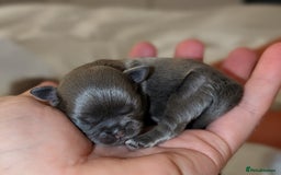 Shih Tzu dogs for sale: Imperial Dobie Shih Tzu's  - Image 3