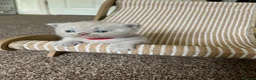 British Shorthair cats for sale: Imperial Grand Champion Parent & Grandparents. - Advert 13