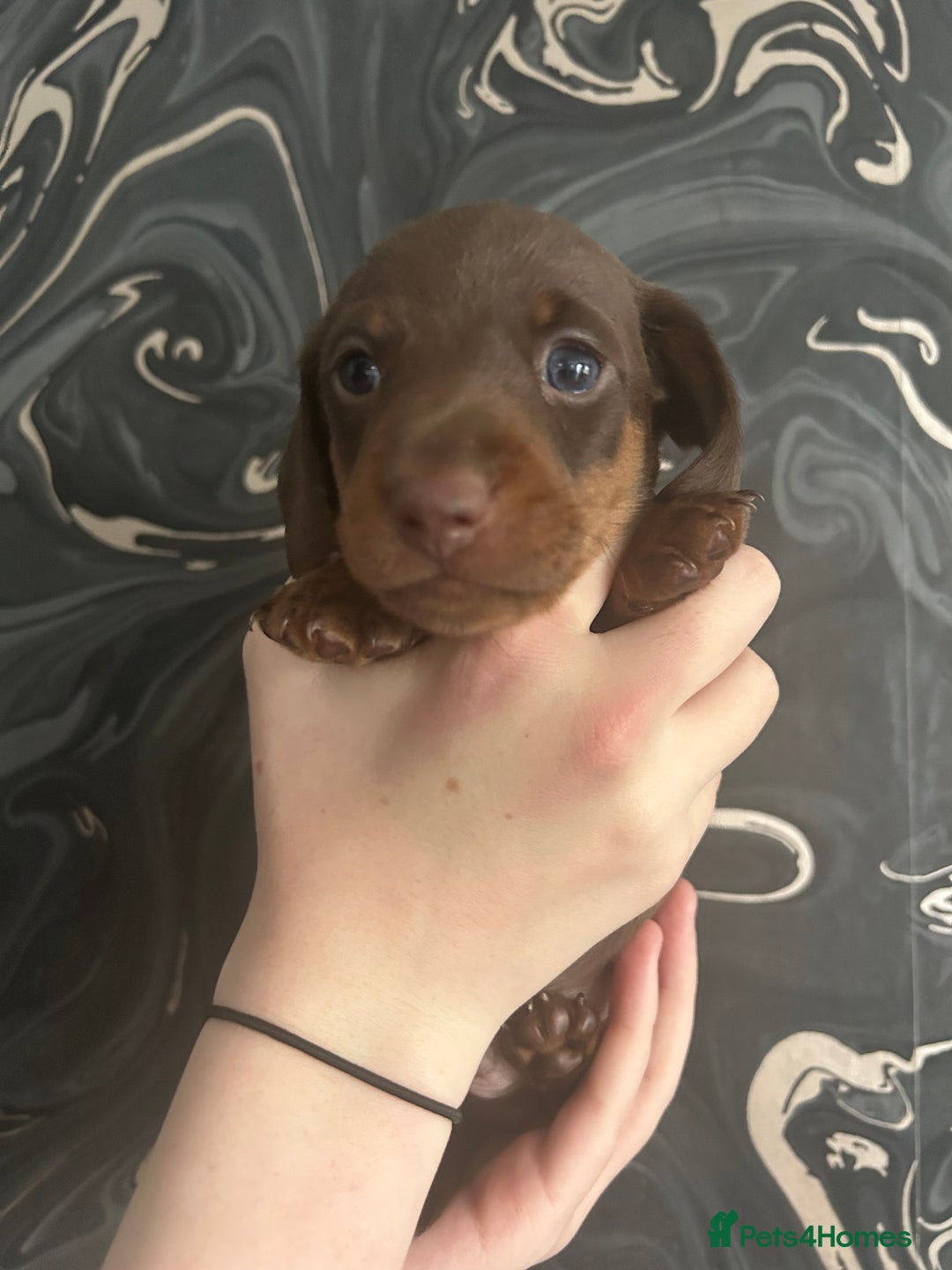 Miniature Dachshund dogs for sale: 3  kc registered miniature dachshund puppies  - Image 6