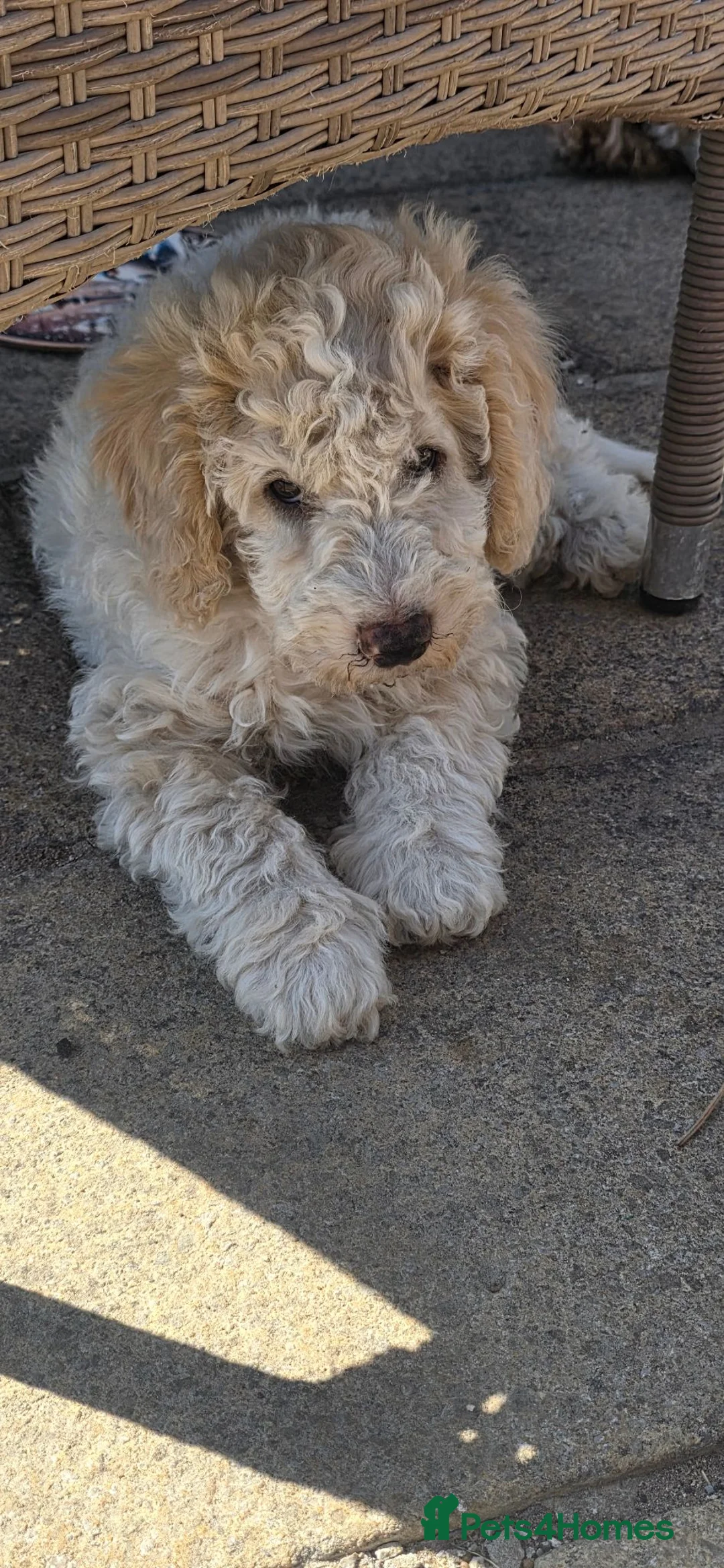 Cockapoo dogs for sale: 3 cockapoo Puppies Looking for Their Forever Homes - Advert 1