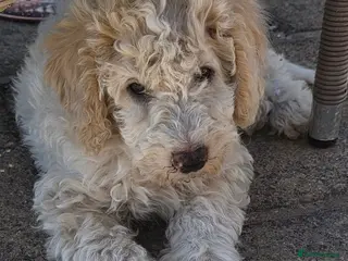 Cockapoo dogs 3 cockapoo Puppies Looking for Their Forever Homes - Advert 13
