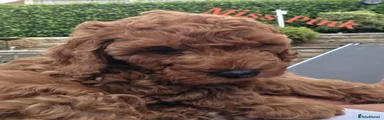 Cavapoo 5