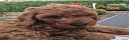 Cavapoo dogs for sale: LAST FOX RED GORGEOUS GIRL AVAILABLE NOW - Advert 11