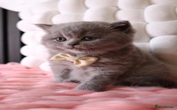 British Shorthair cats for sale: 💎 British Shorthair - GCCF 💎 - Image 12