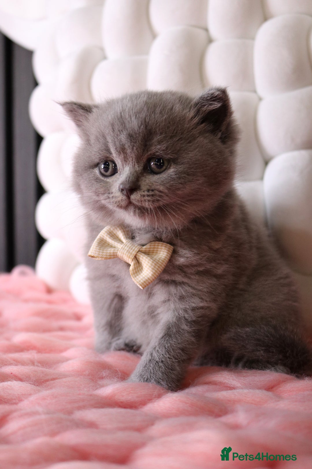 British Shorthair cats for sale: 💎 British Shorthair - GCCF 💎 - Image 12