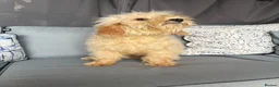 Cockapoo dogs for sale: Lilly - Advert 6