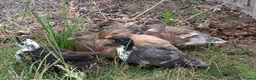 Ducks poultry for sale: Male Call Ducks For Sale - Advert 2