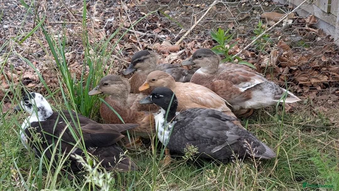 Ducks poultry for sale: Male Call Ducks For Sale - Advert 2