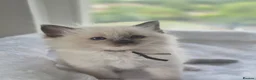 Ragdoll cats for sale: Beautiful ragdolls gccf and tica registered - Advert 6