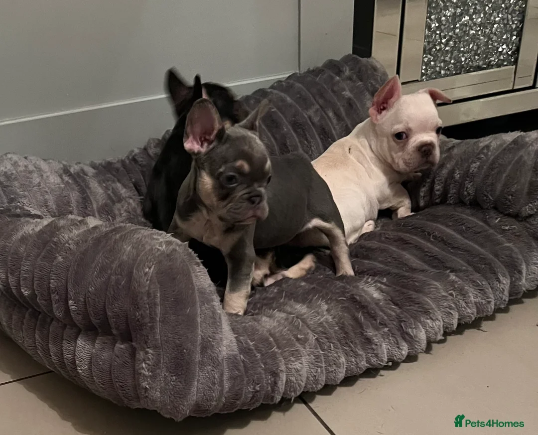 French Bulldog dogs for sale: French bulldog pups  - Advert 9