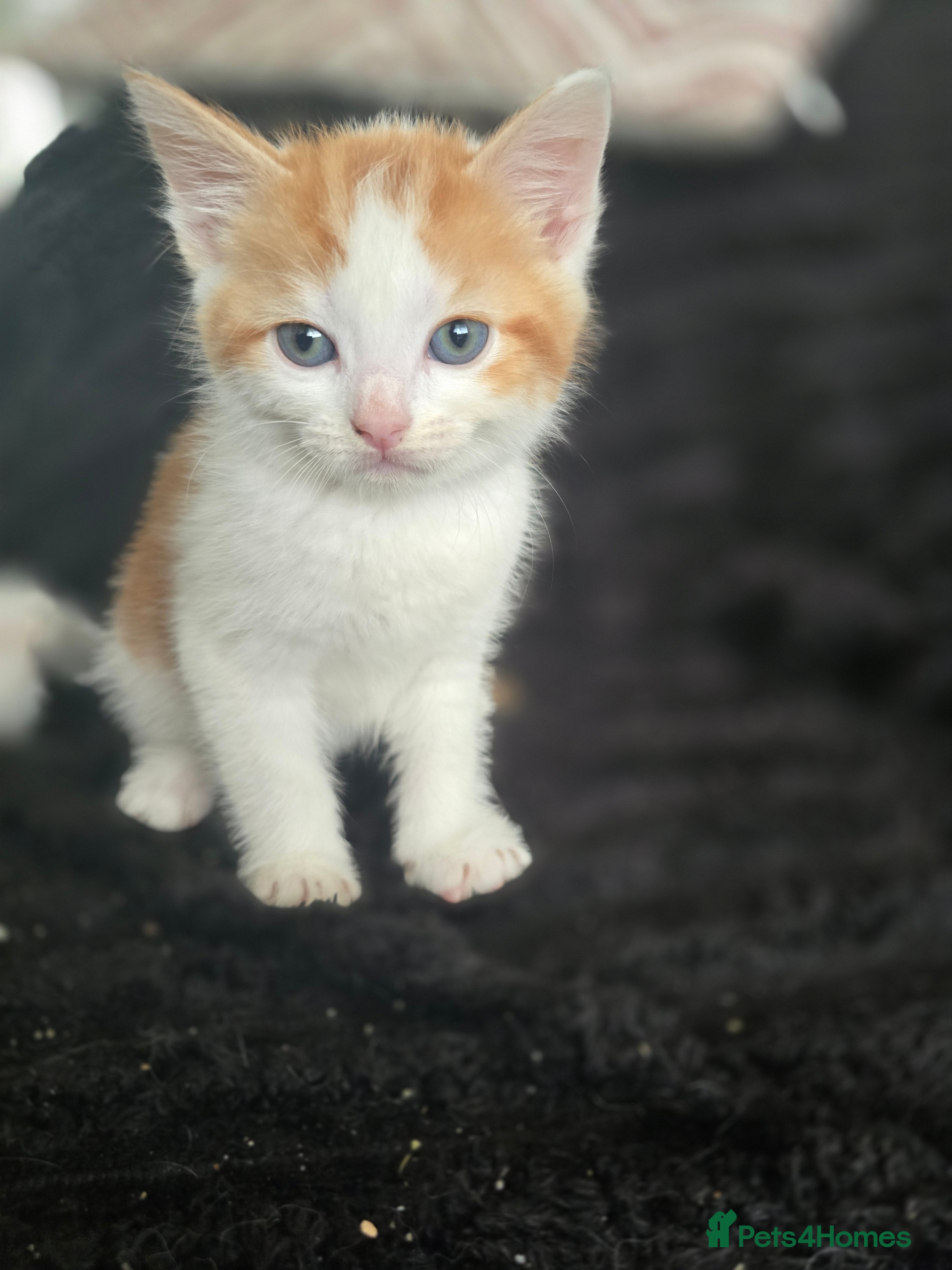 Mixed Breed cats Kittens for sale - Advert 11
