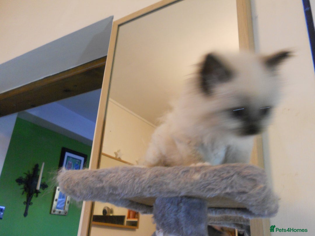 Ragdoll cats for sale: 😎 RAGDOLL KITTENS PUREBRED 100% STOKE 😍 - Image 13