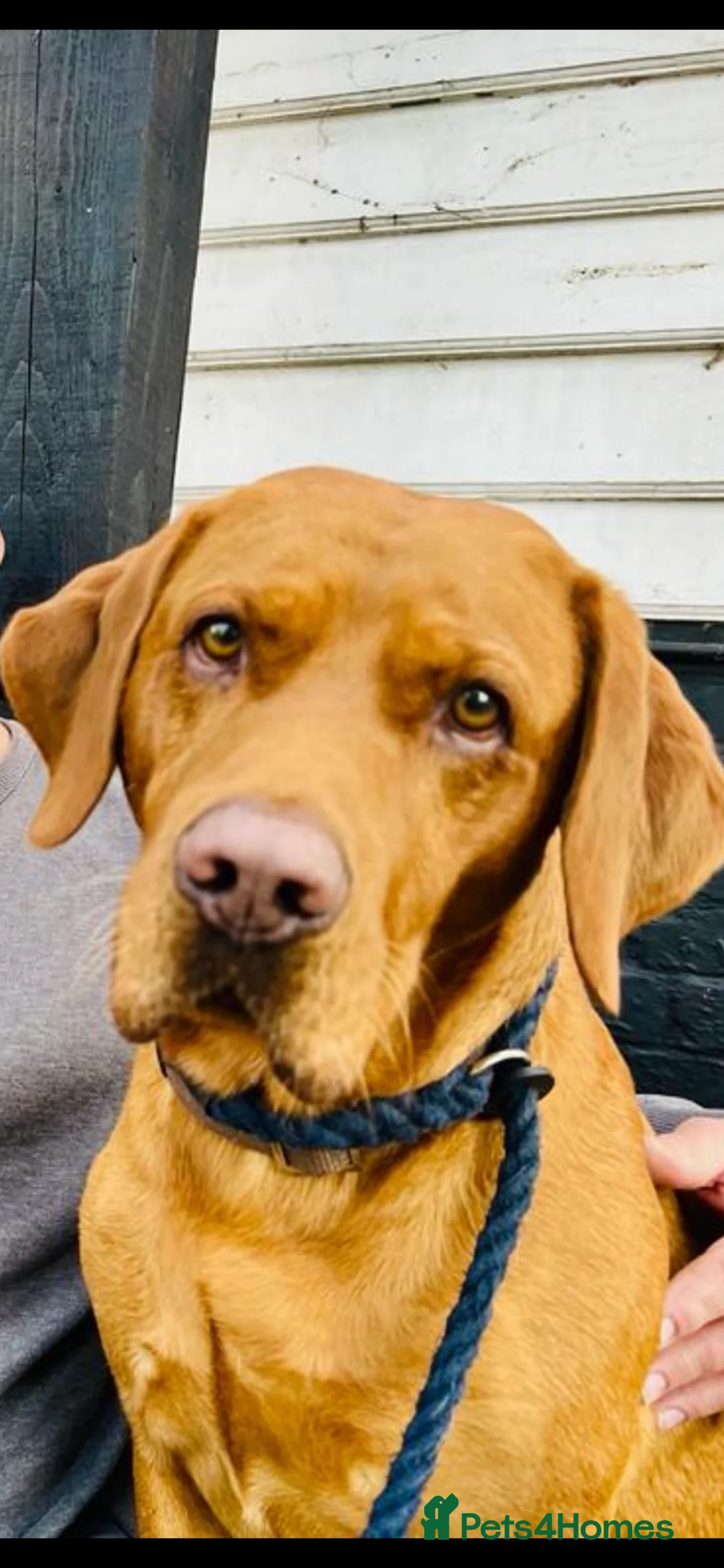 Labrador Retriever dogs for stud: Proven Fox Red Labrador for stud in Lewes - Advert 3