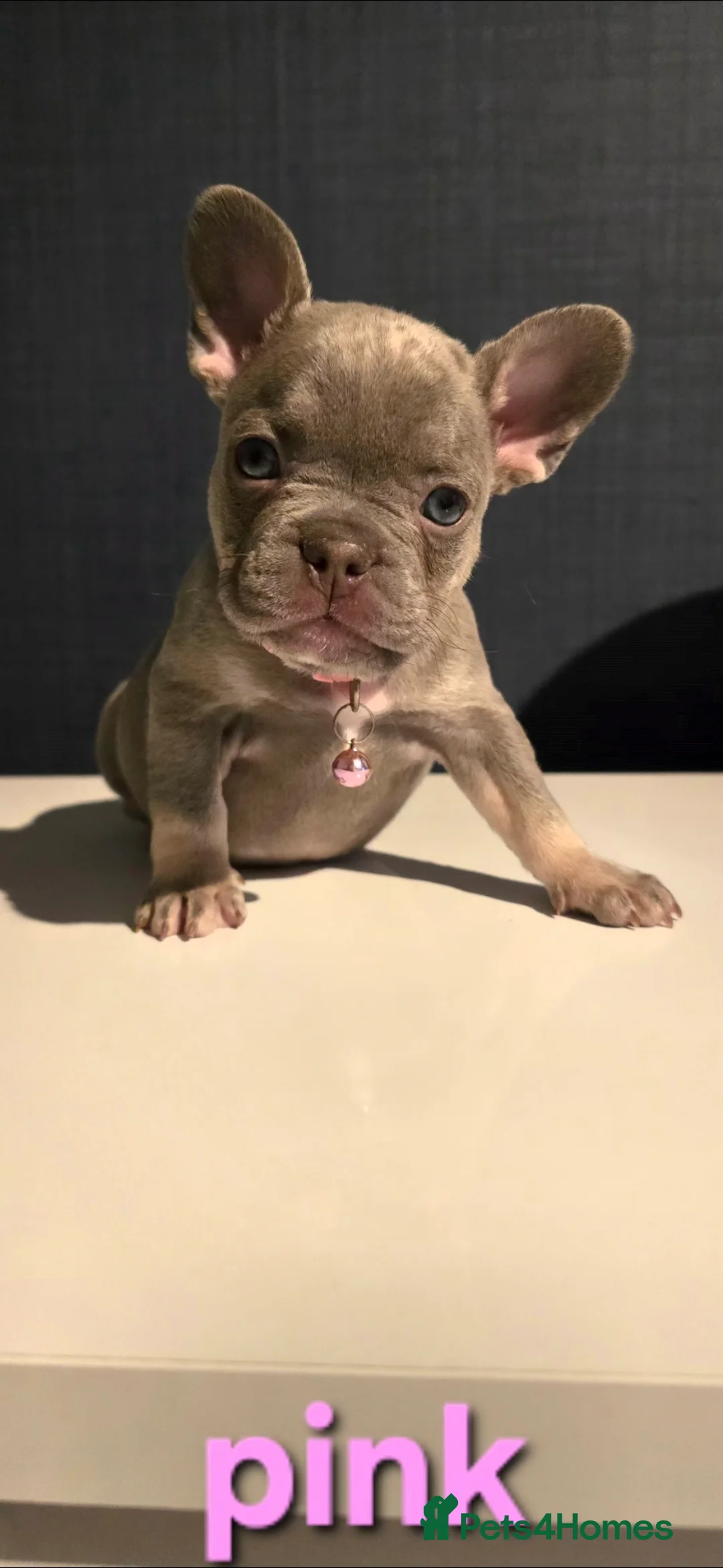 French Bulldog dogs for sale: French Bulldog puppies x 5 available  - Advert 1