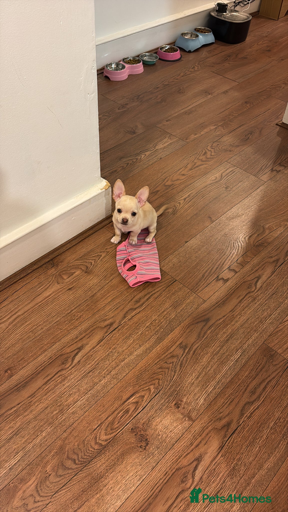 Chihuahua dogs for sale: 1 boy left - Advert 9