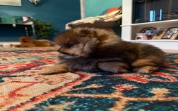 Pomeranian dogs for sale: Xs teddy face Pomeranian  - Image 17