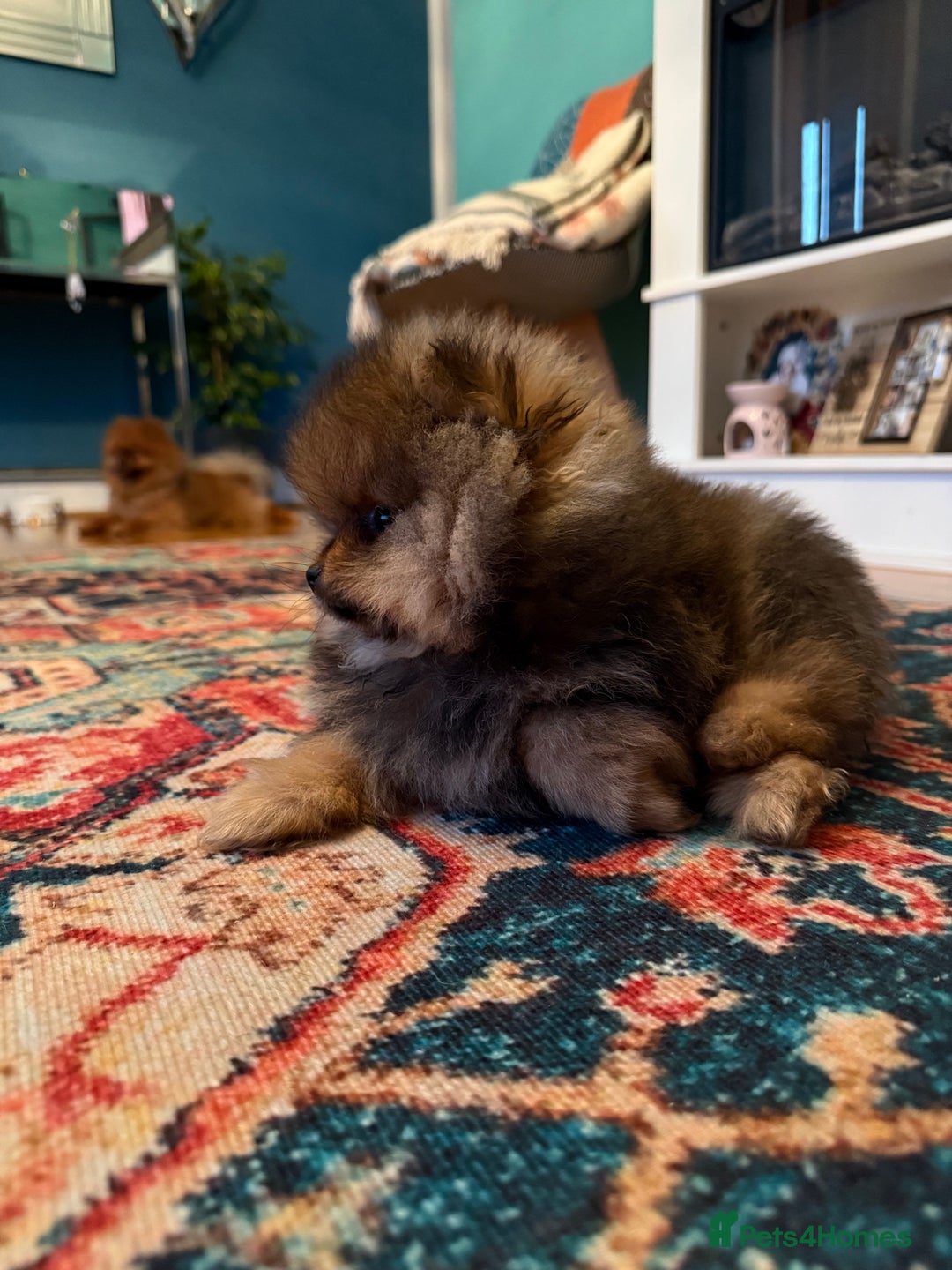Pomeranian dogs for sale: Xs teddy face Pomeranian  - Image 17