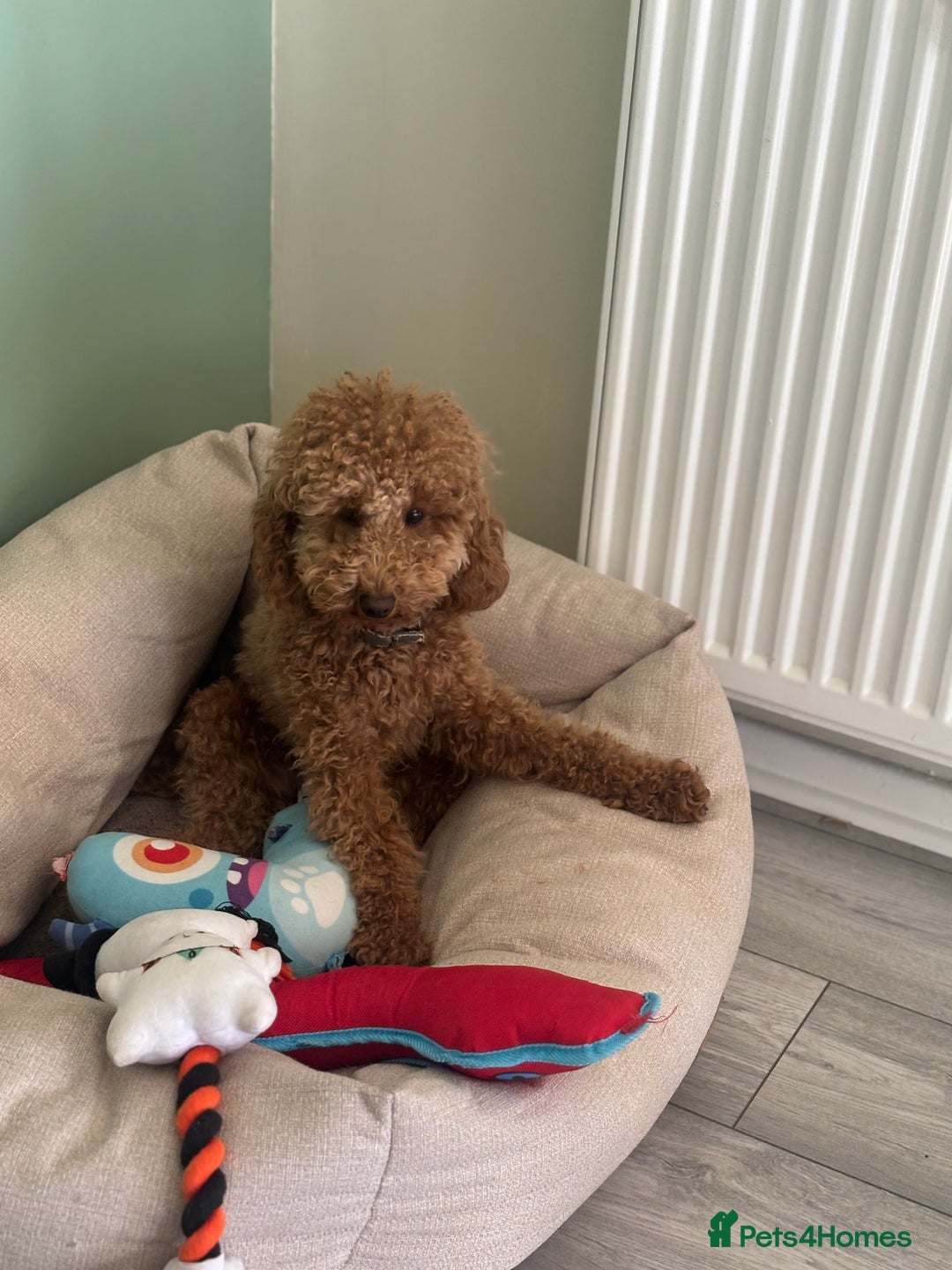 Toy Poodle dogs for sale: Toy poodle puppies *Ready for  ** * - Advert 12