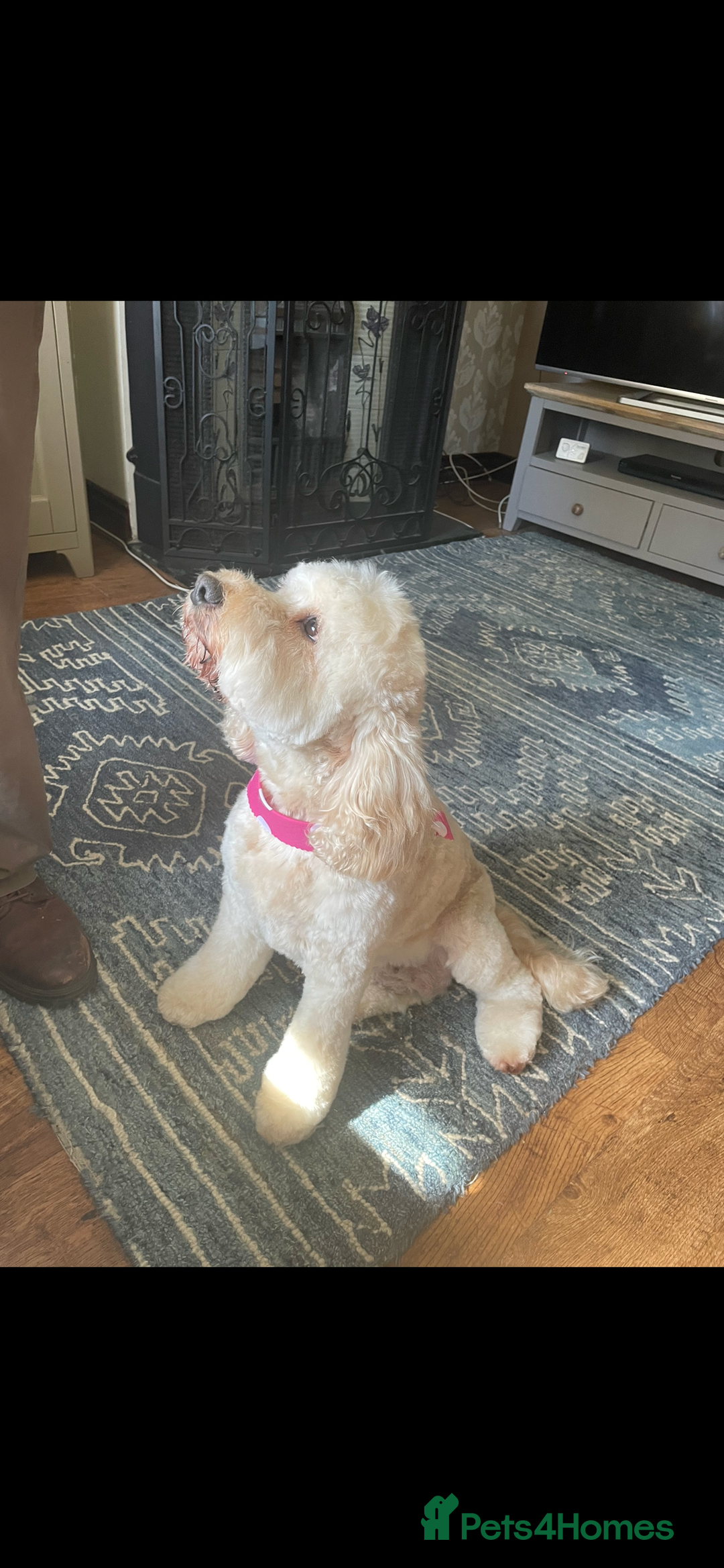 Cockapoo dogs for sale: Cockerpoo apricot and cream  - Advert 15