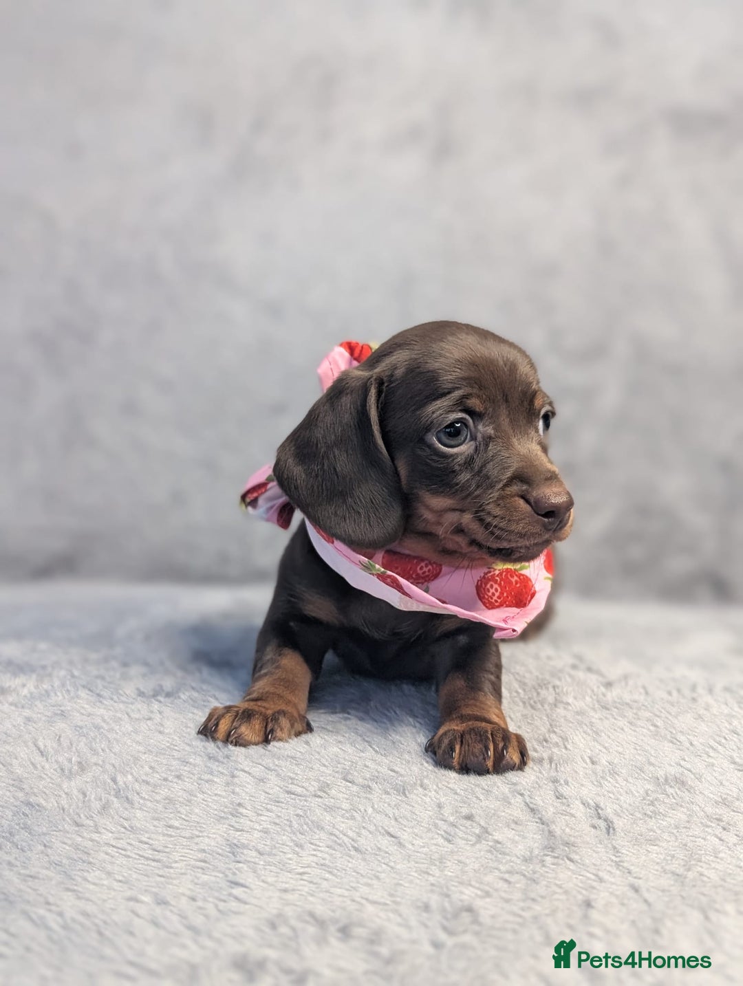 Miniature Dachshund dogs for sale: Adorable little of miniature daschunds  - Advert 31