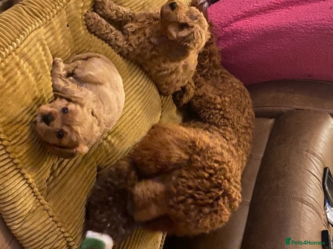 Standard Poodle dogs for stud: Red standard poodle in Aberdare - Advert 2