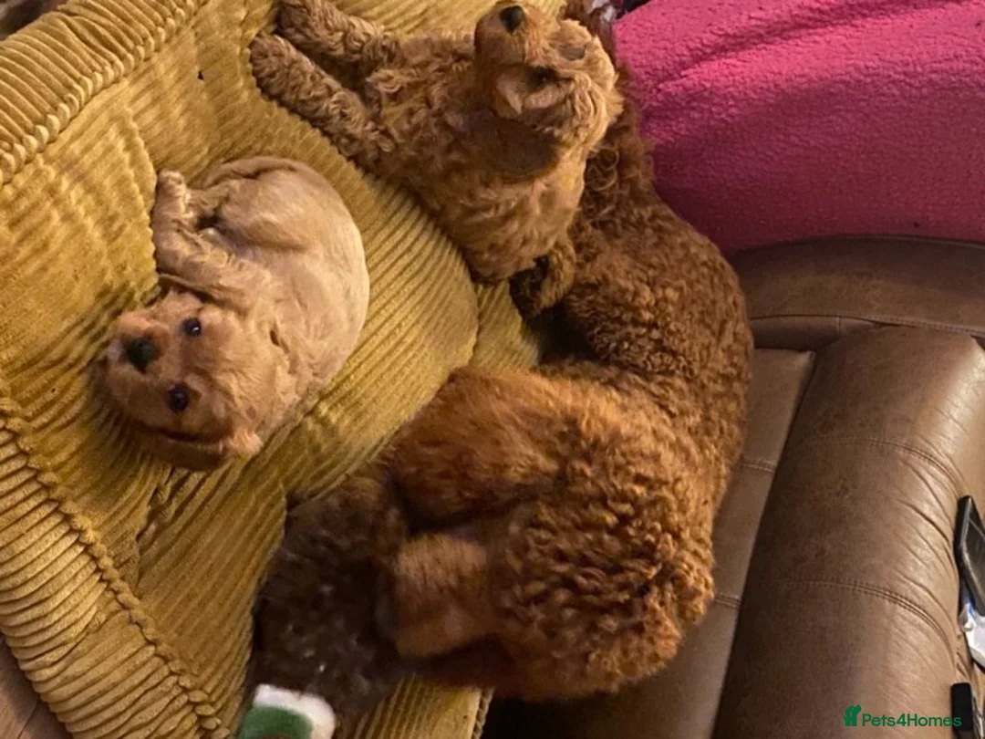 Standard Poodle dogs for stud: Red standard poodle in Aberdare - Advert 2