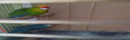 Parakeets birds for sale: For sale  - Advert 11