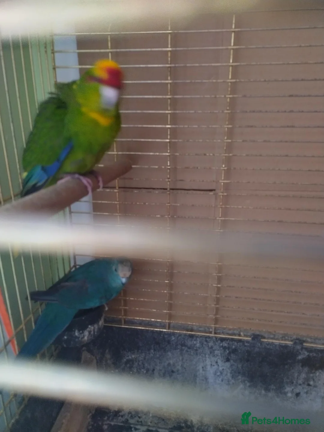 Parakeets birds for sale: For sale  - Advert 11