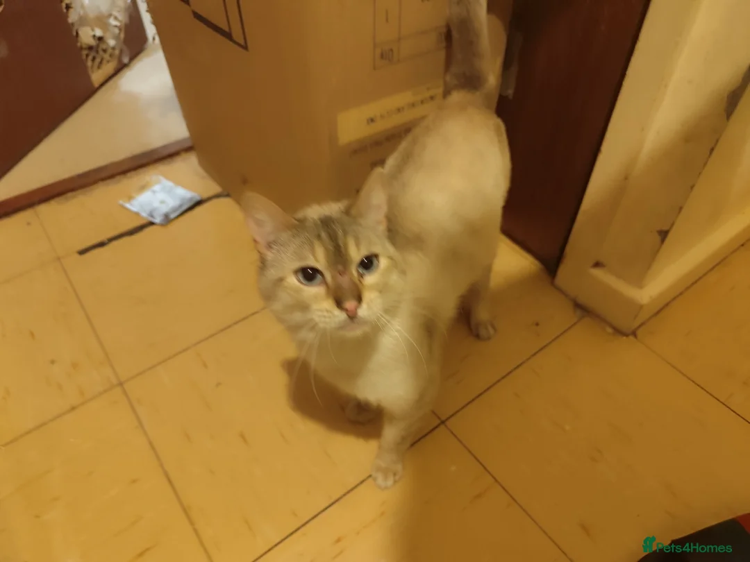 Bengal cats for sale: Snow lynx in Birmingham  - Advert 1