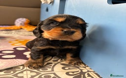 Cocker Spaniel dogs for sale: Beautiful black & tan female available  - Image 20