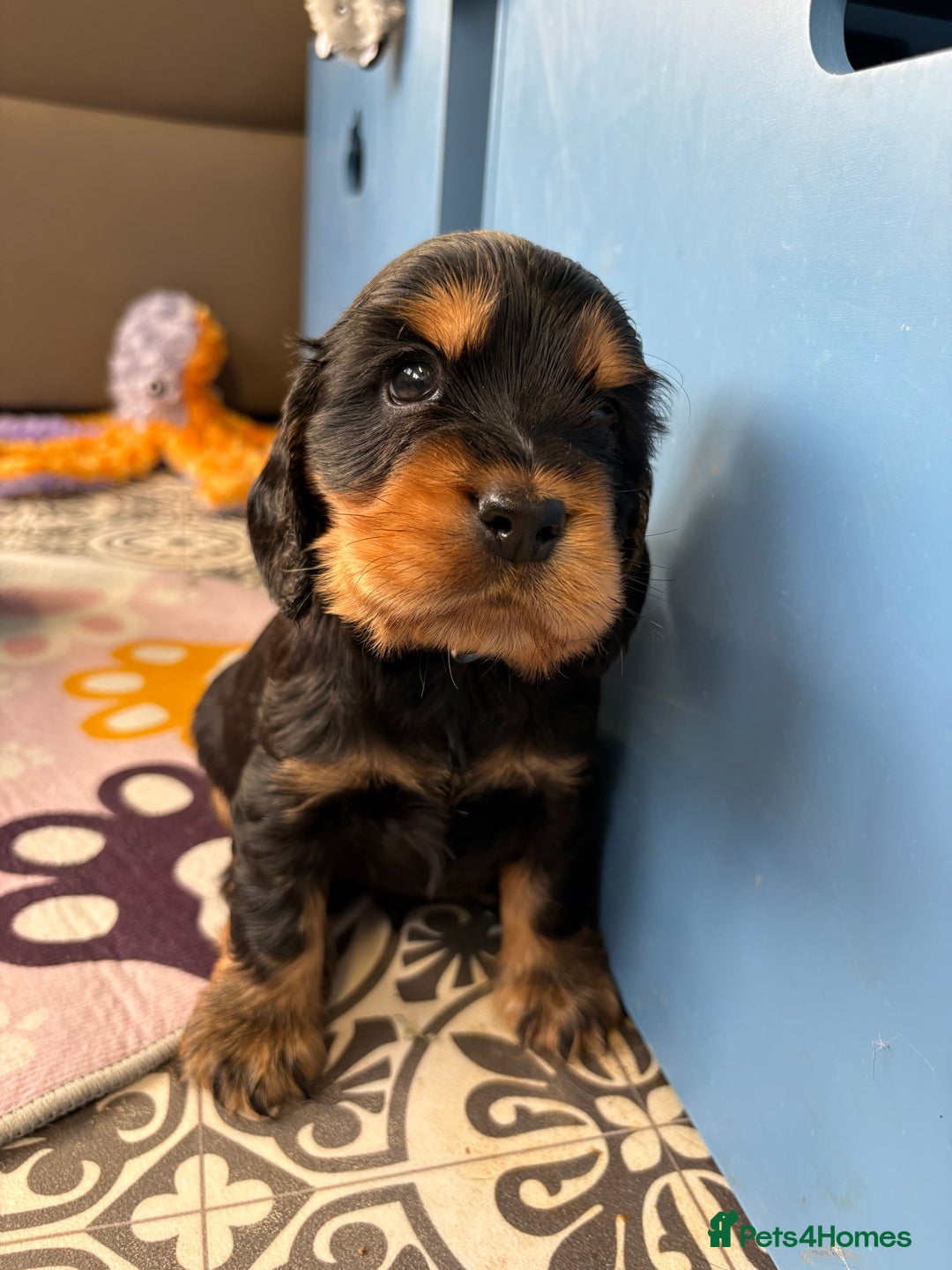 Cocker Spaniel dogs for sale: Beautiful black & tan female available  - Image 20