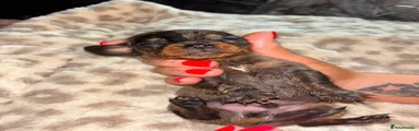 Dachshund 5
