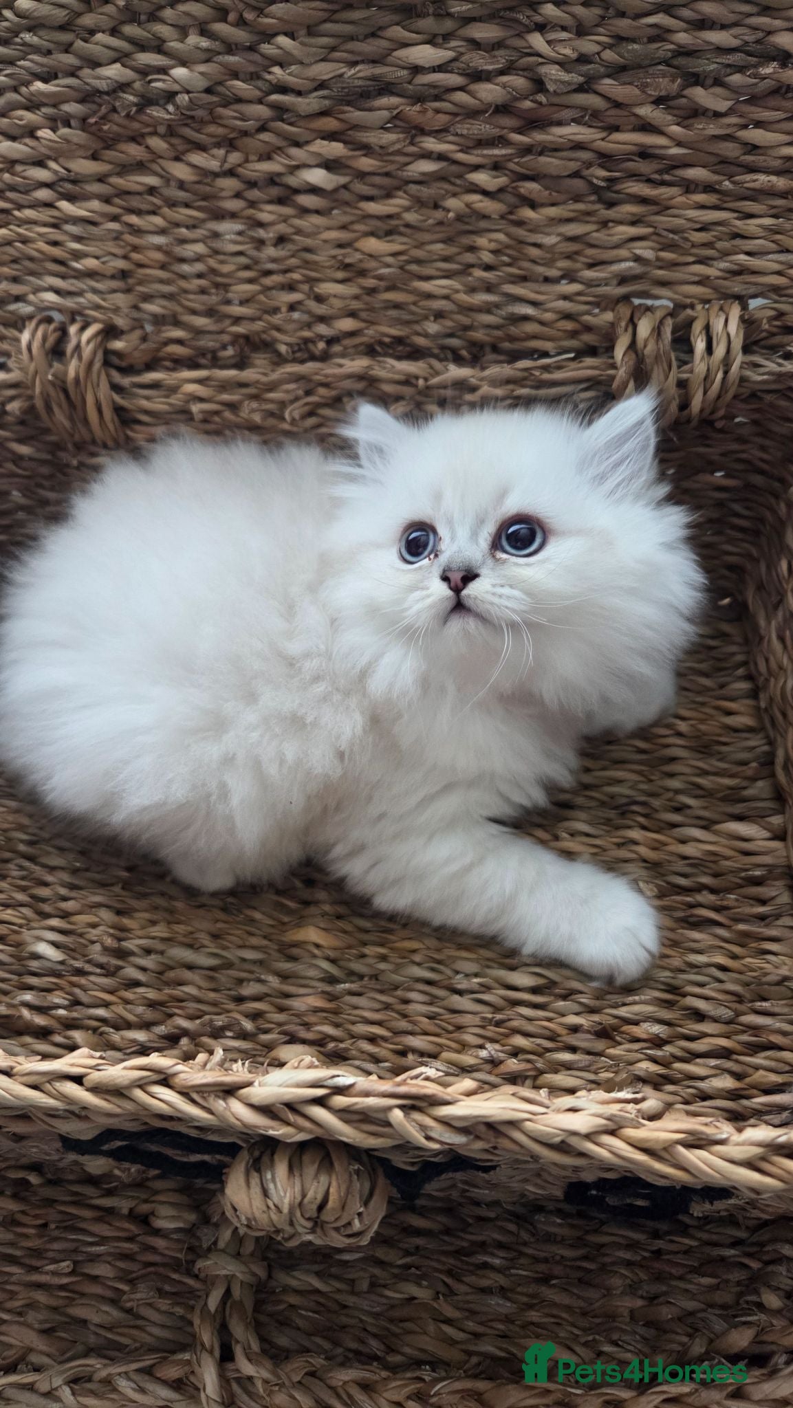 Persian cats Persian chinchilla  - Advert 1