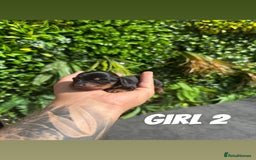 Miniature Dachshund dogs for sale: KC reg long haired mini dachshunds  - Image 6