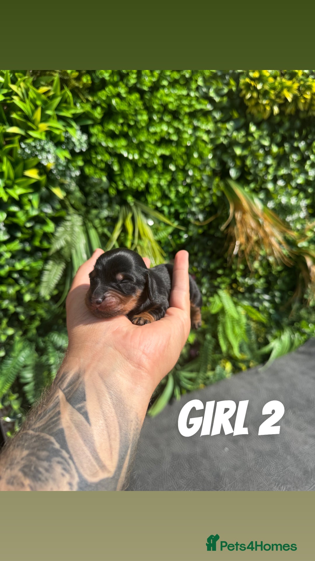 Miniature Dachshund dogs for sale: KC reg long haired mini dachshunds  - Image 6